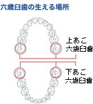 六歳臼歯の生える場所
