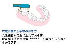 六歳臼歯の上手な磨き方