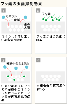 フッ素の虫歯抑制効果