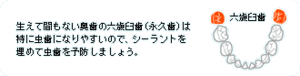 六歳臼歯